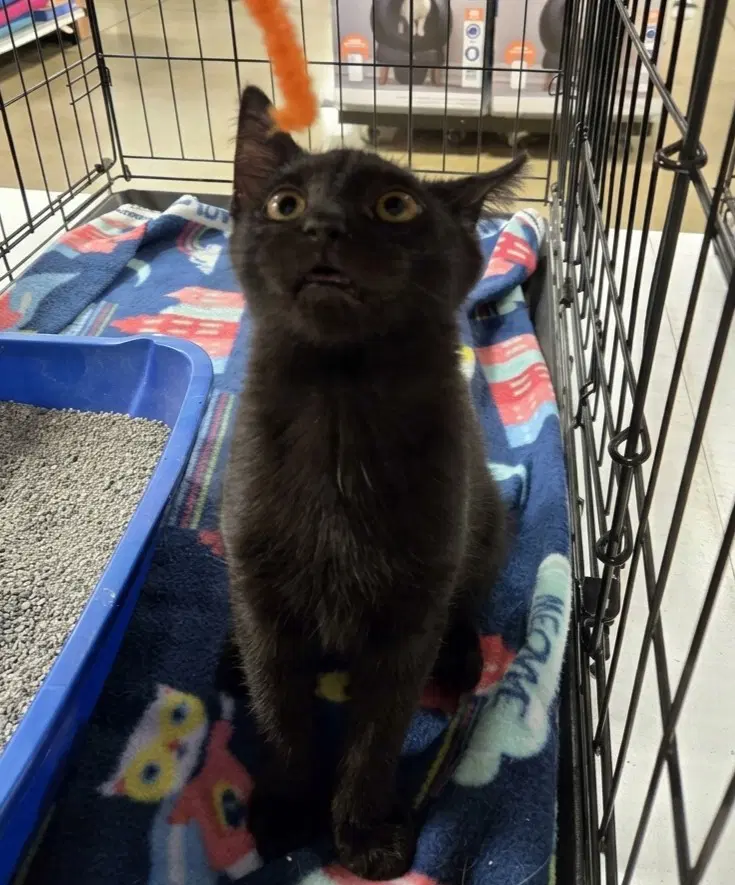 Myers - Domestic Short Hair