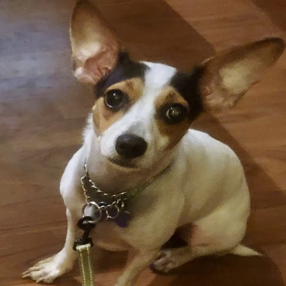 Shorty - Chihuahua
