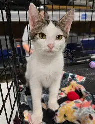 Mouth - Domestic Short Hair