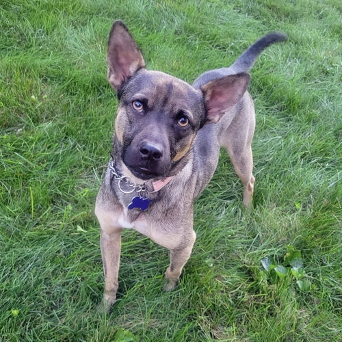 Nacho 2026, a dog for adoption from Sweet Dream House Rescue