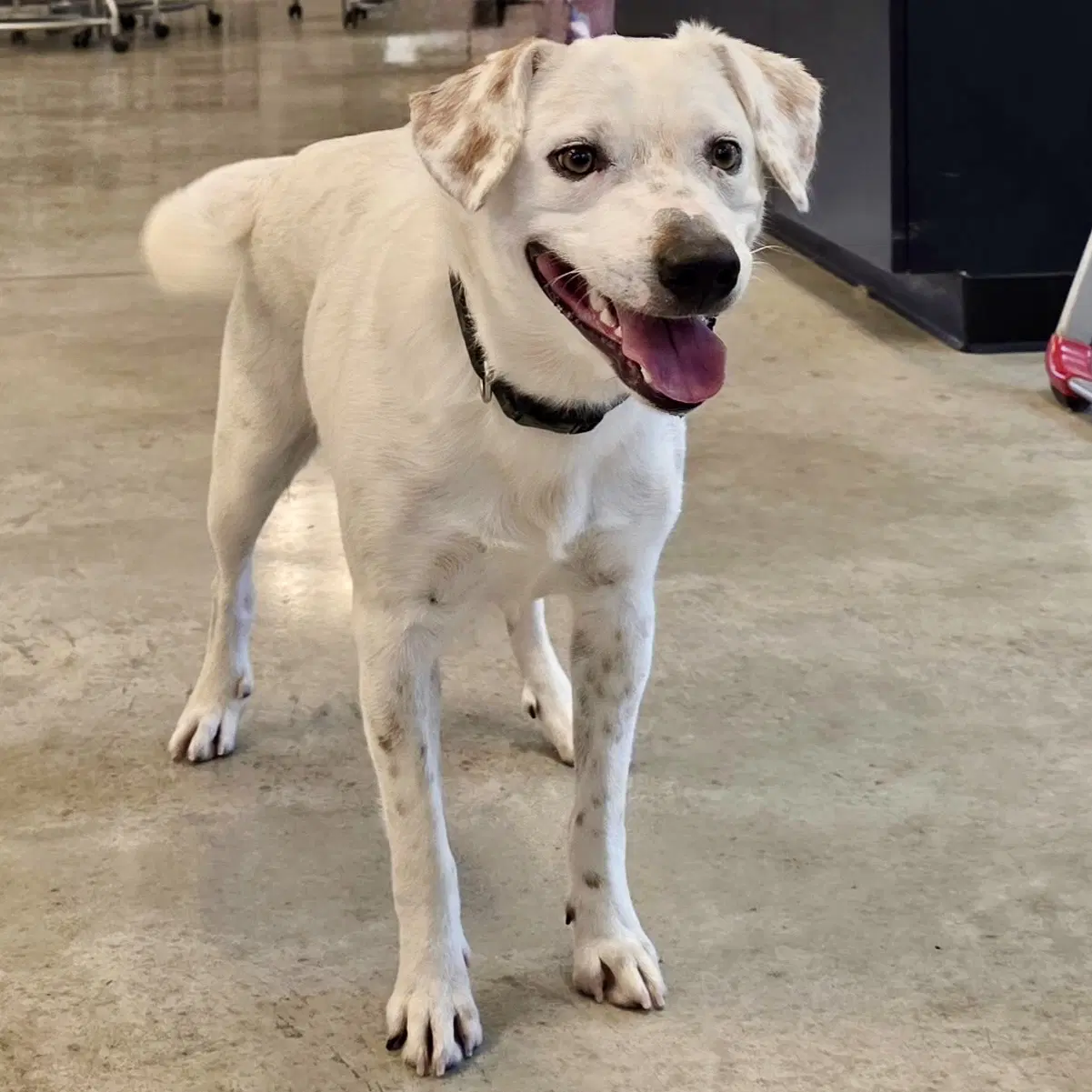 Speck - Labrador Retriever