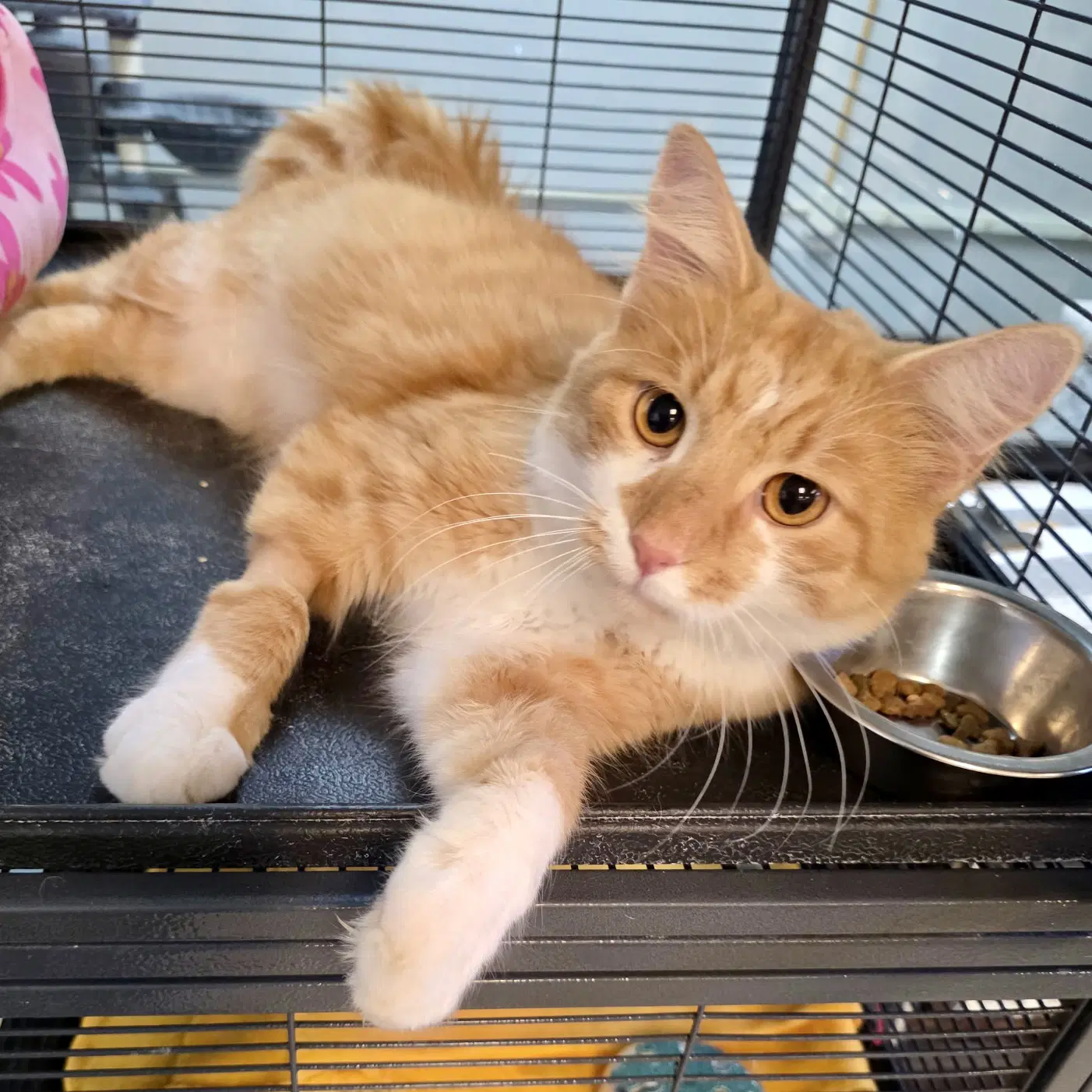 Velveeta - Domestic Medium Hair