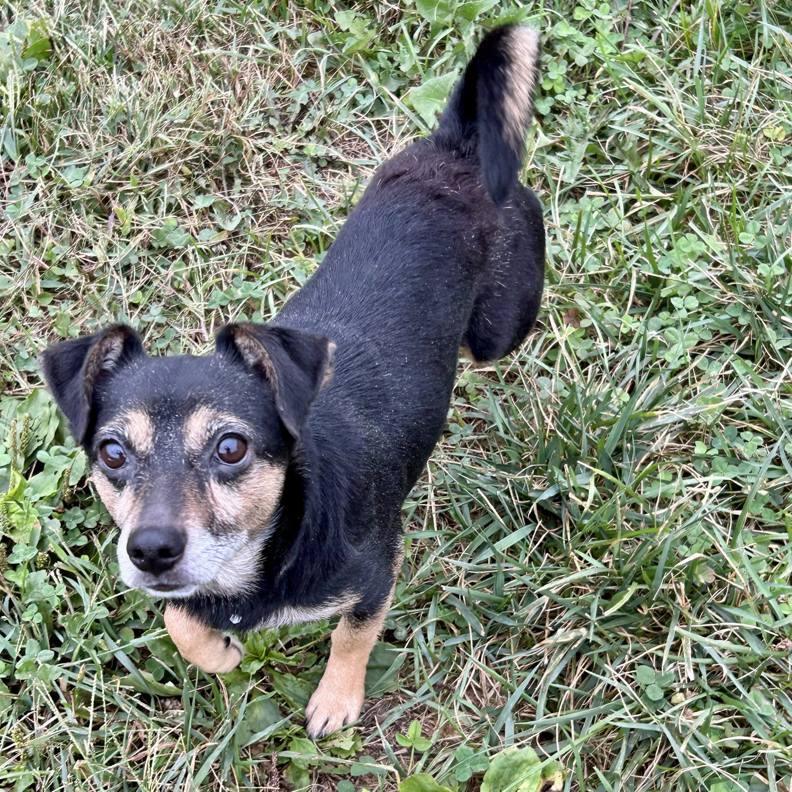 Kismet, Dachshund