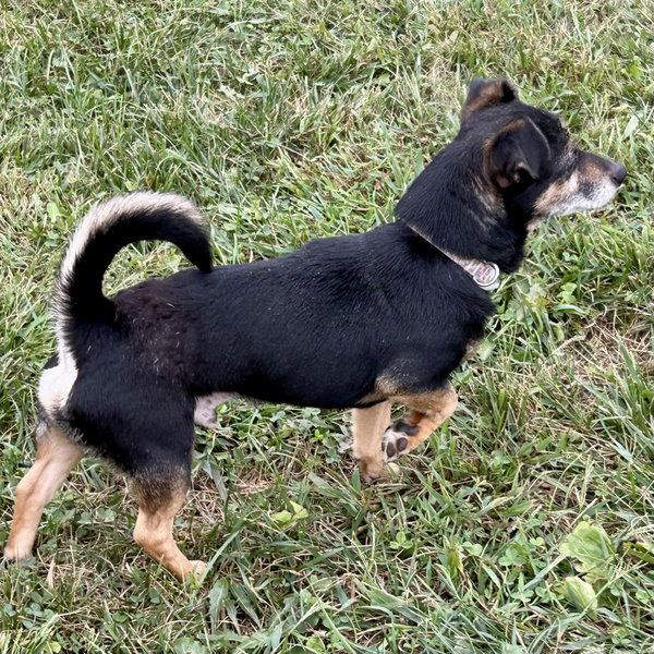 Kismet