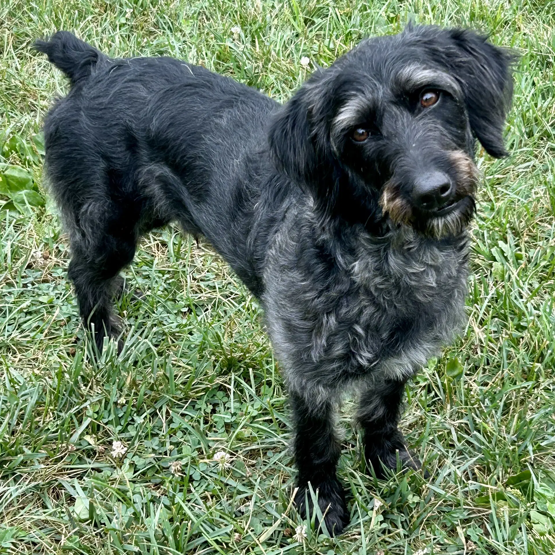 Charcoal - Schnauzer