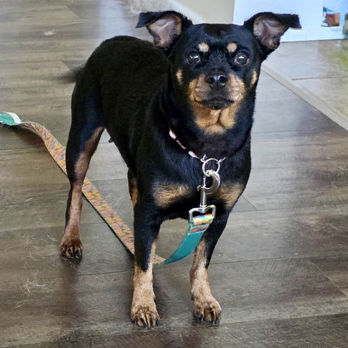 Greta 2026, a dog for adoption from Sweet Dream House Rescue