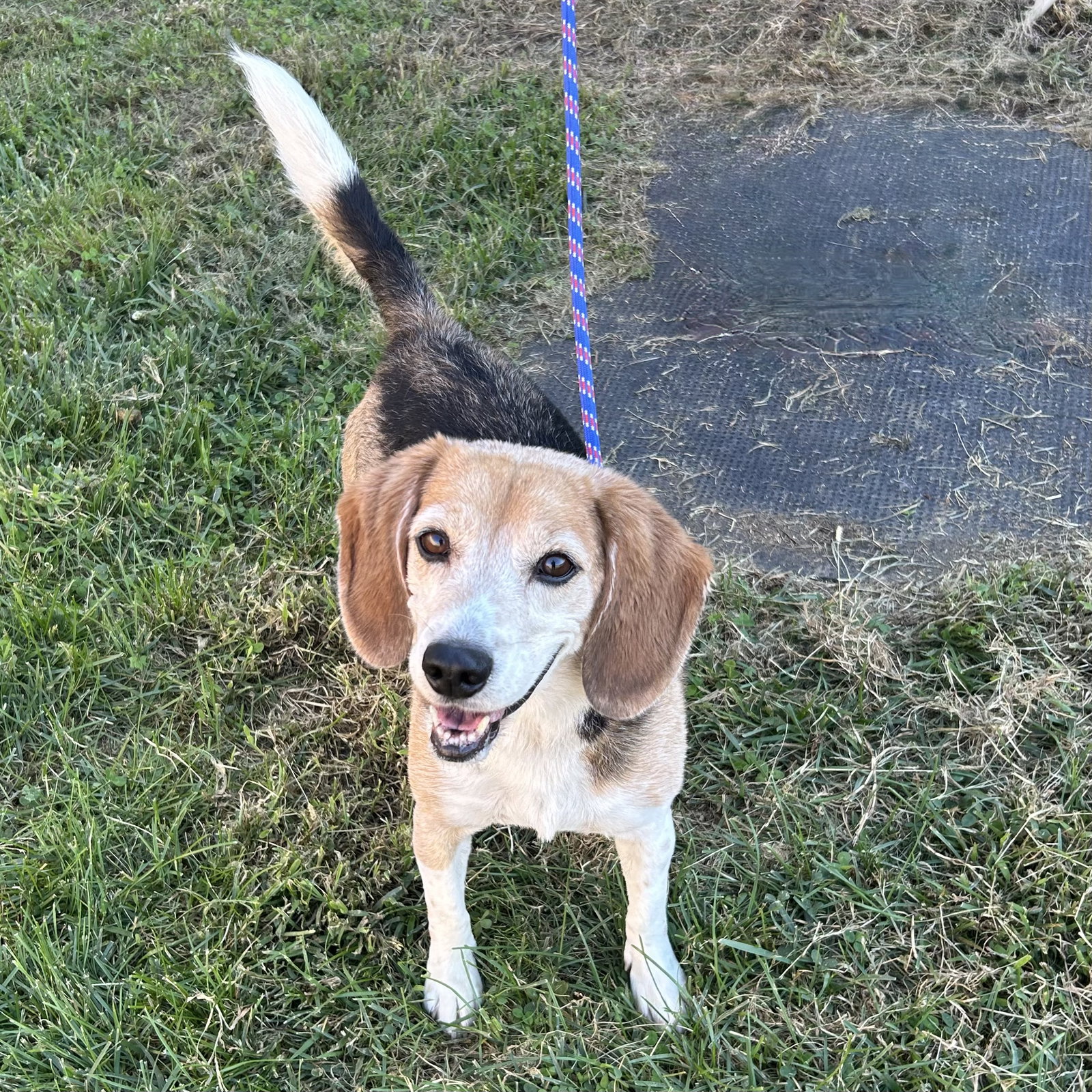 Buddy Beagle 2026, Beagle