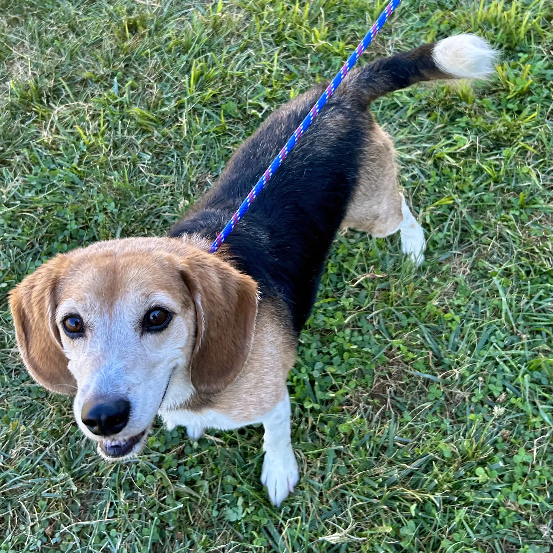 Buddy Beagle image 3