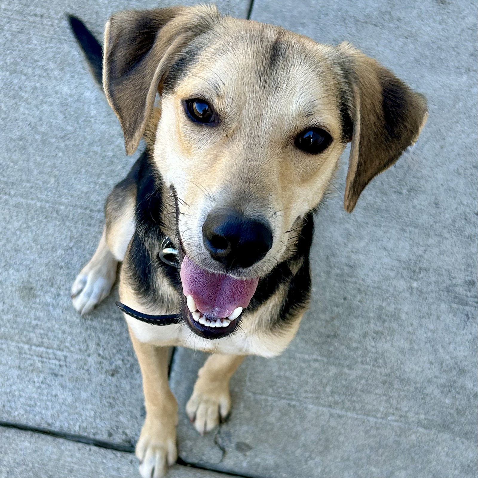 Ravioli, Beagle
