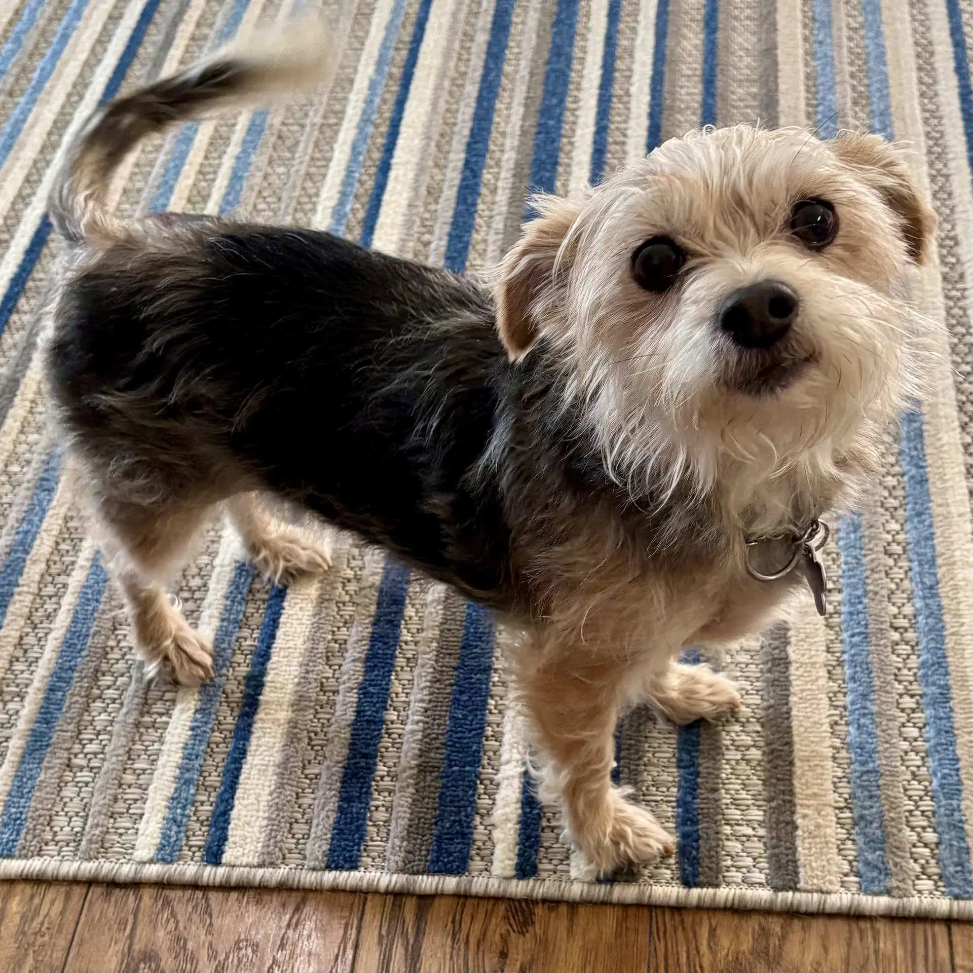 Sissy - Yorkshire Terrier Yorkie