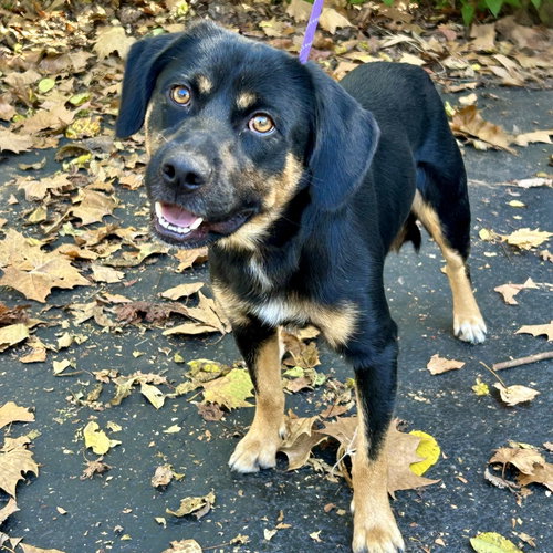 Gabe 2026, a dog for adoption from Sweet Dream House Rescue