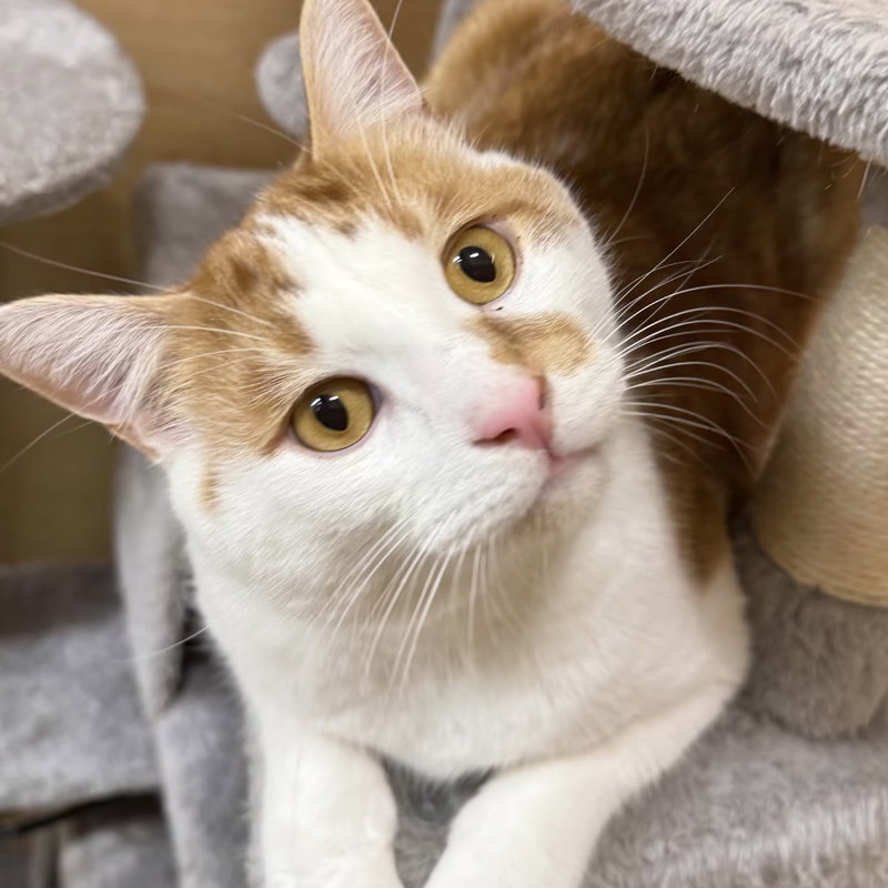 Hype, a young male cat up for adoption