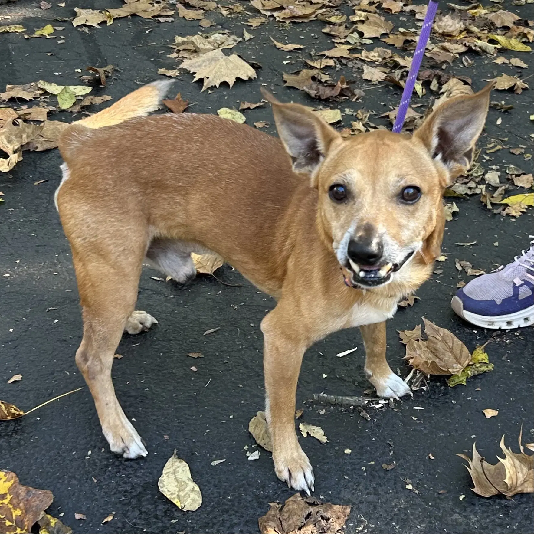 Brownie - Chihuahua