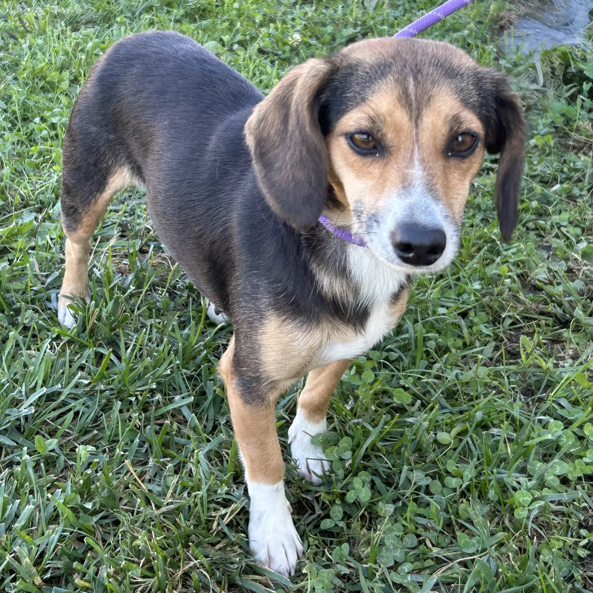 Beanie - Dachshund
