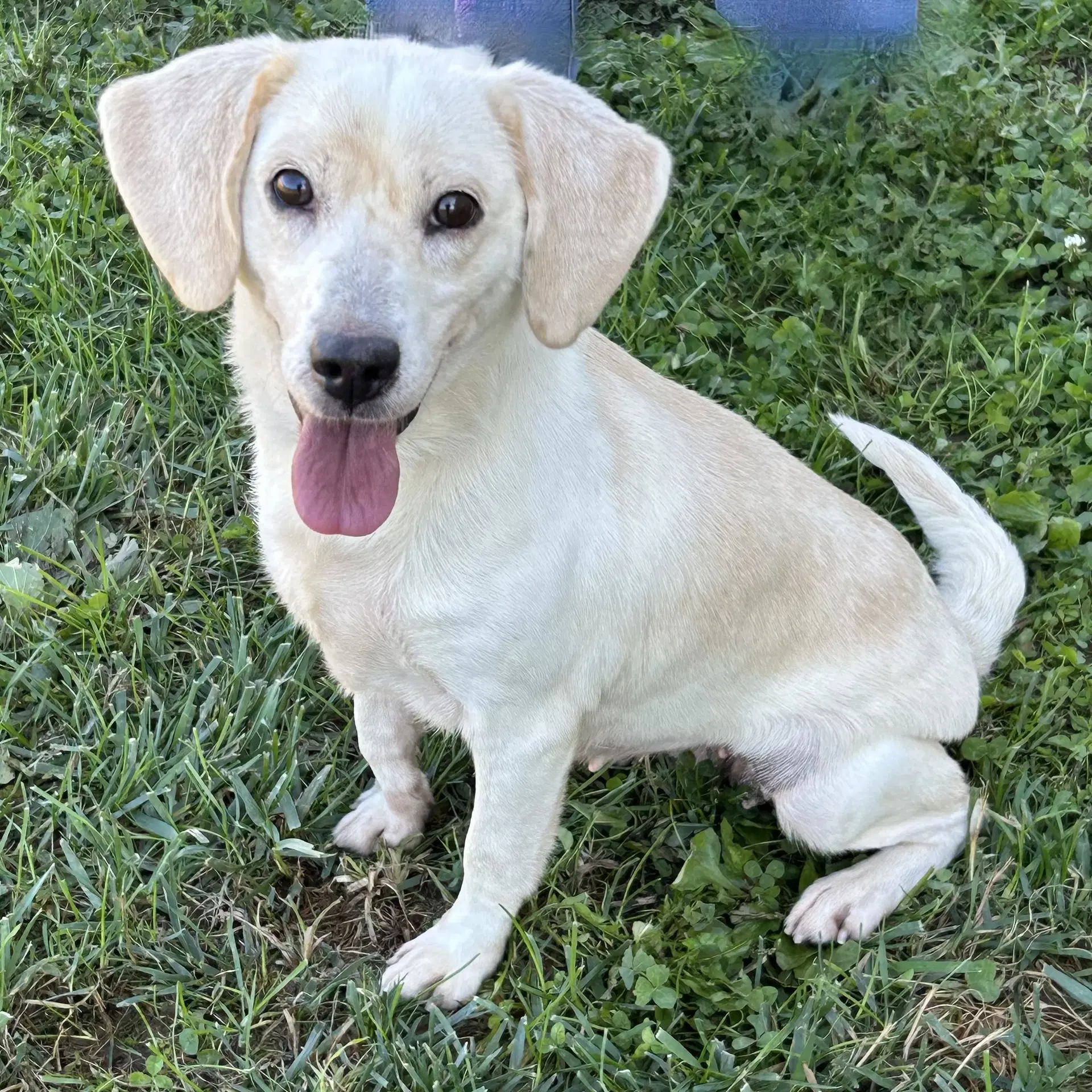 Latte - Beagle