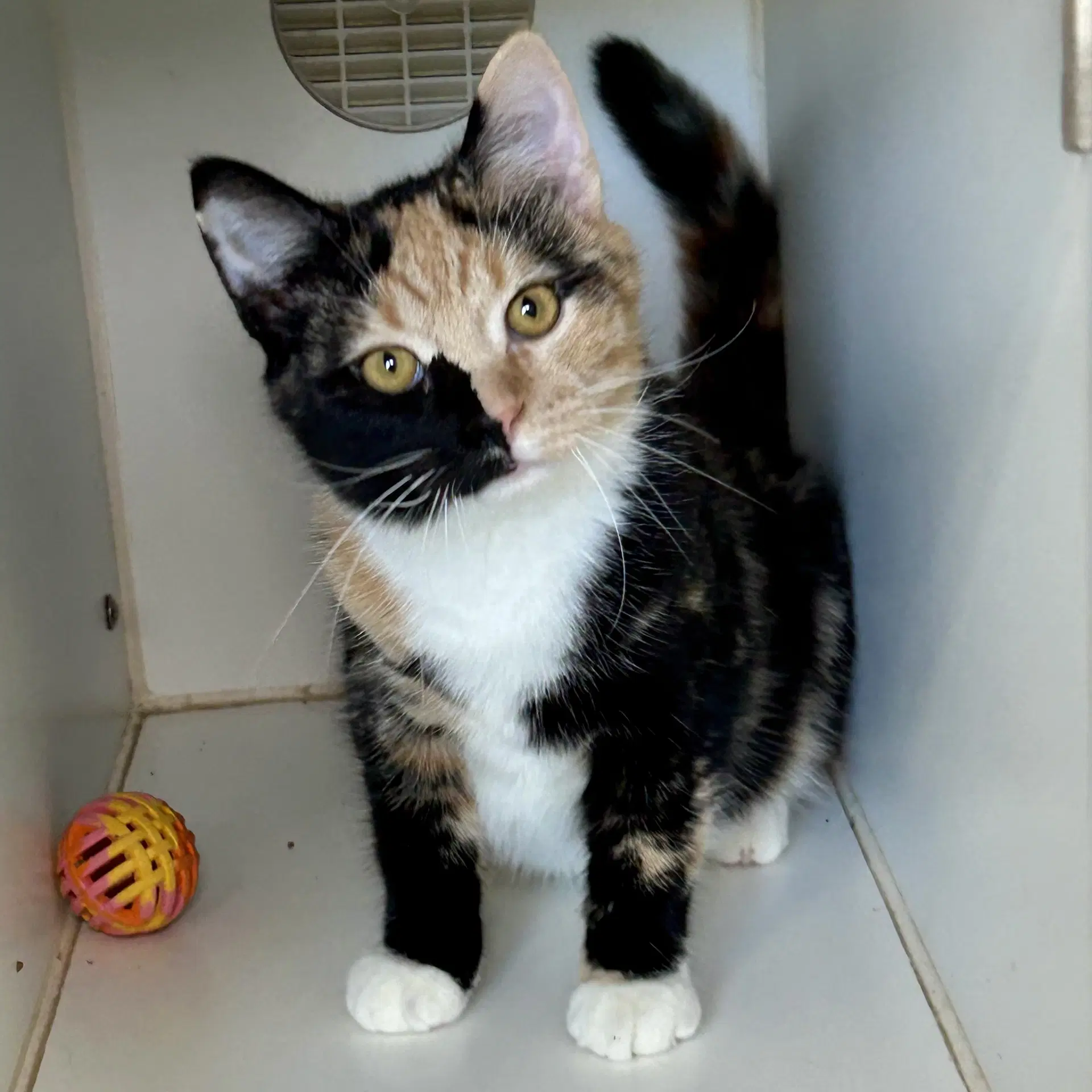 Pallet - Calico