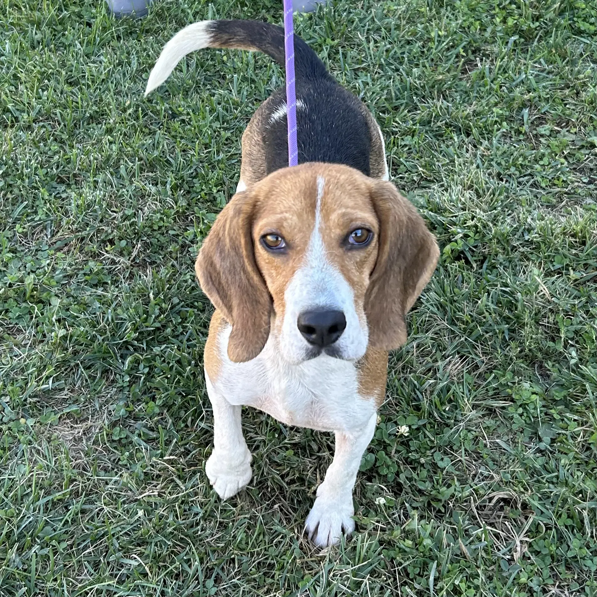 Dixie - Beagle