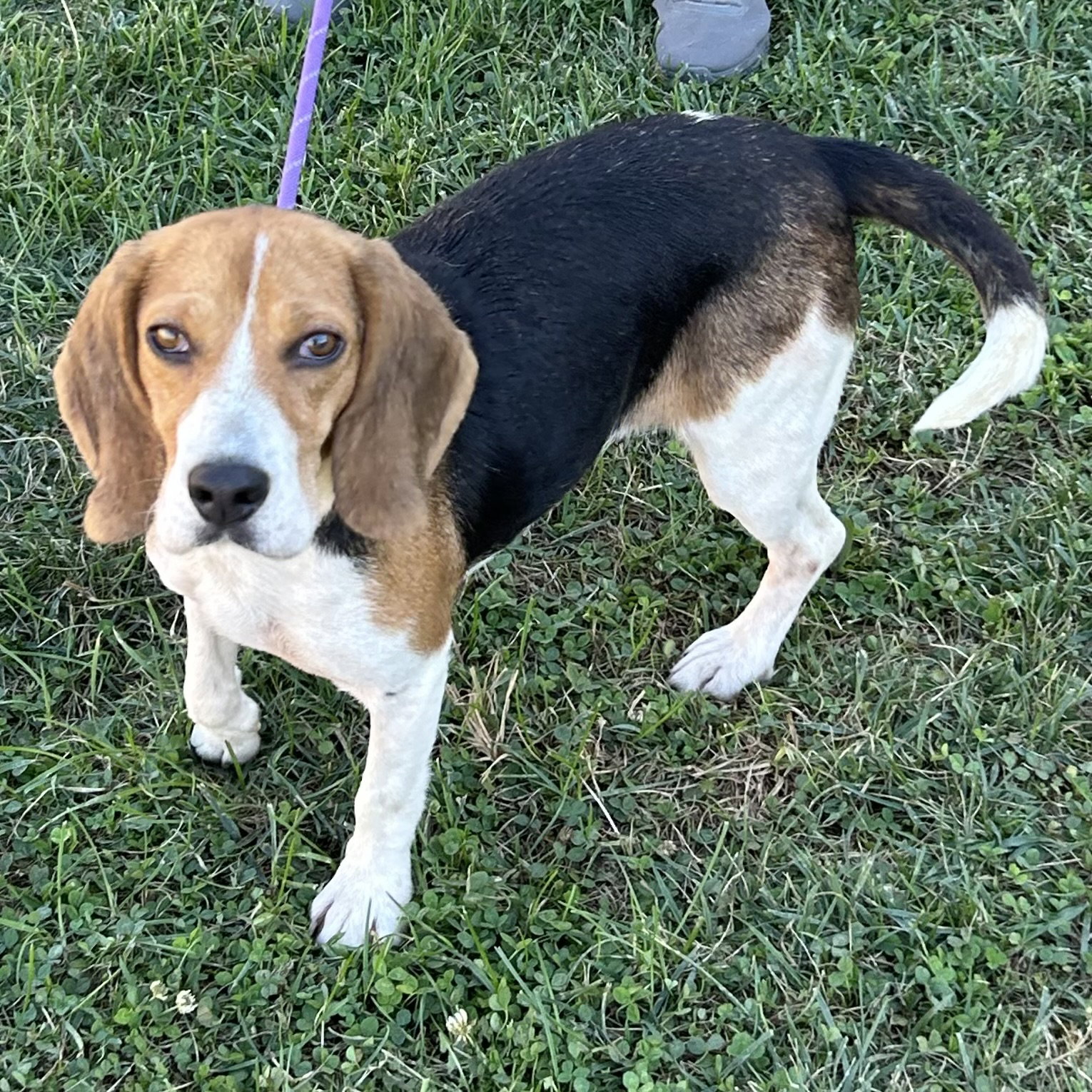 Dixie 2026, photo 2