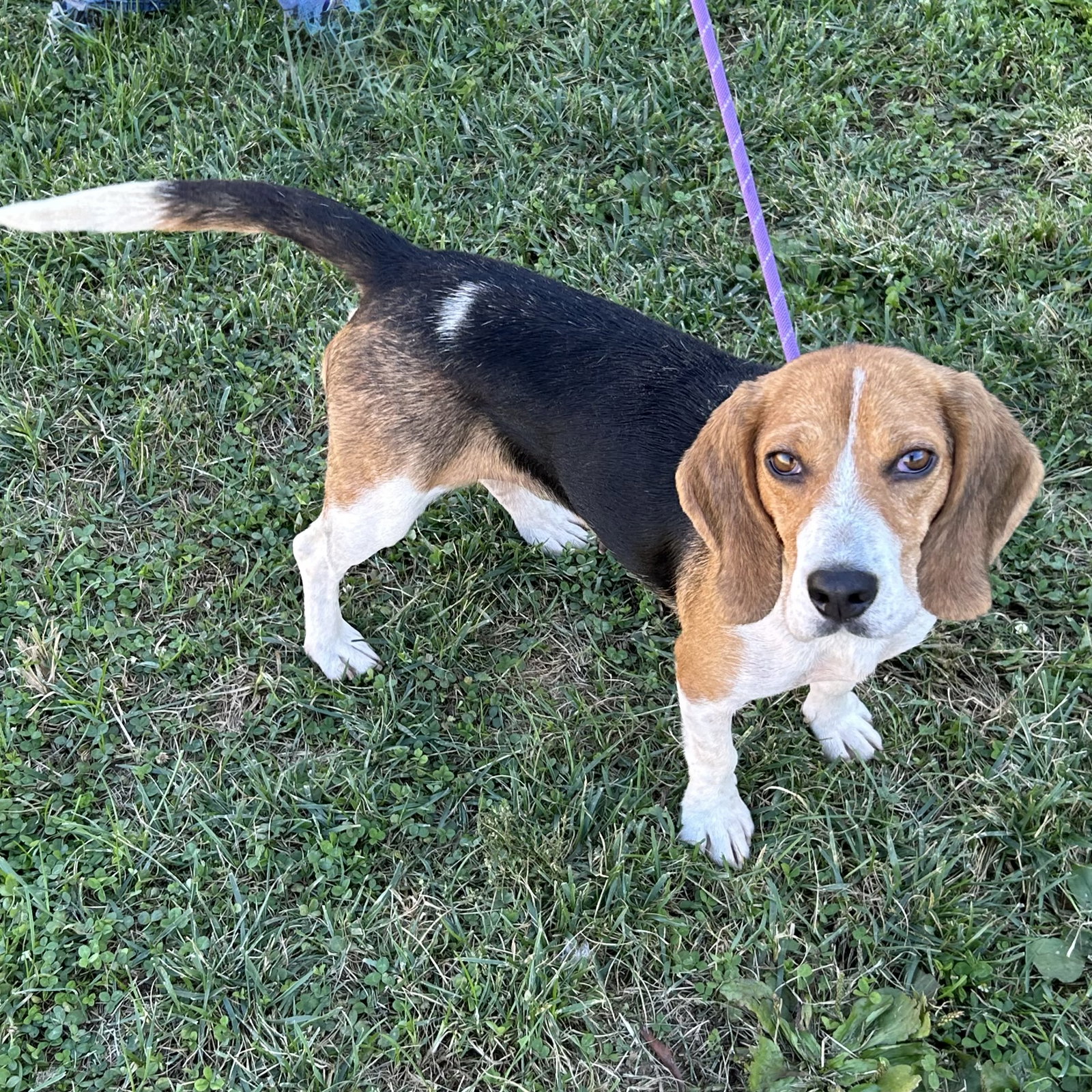 Dixie 2026, photo 3