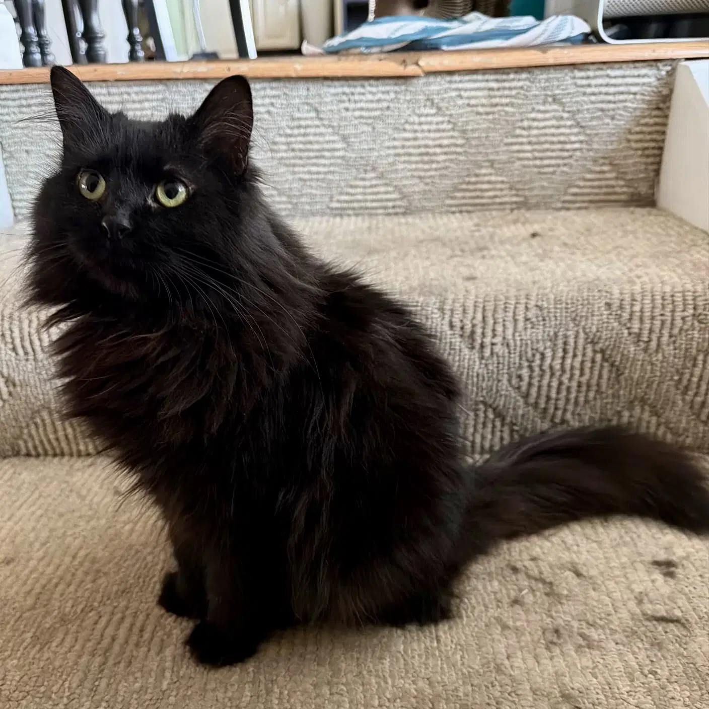 Onyx - Domestic Long Hair