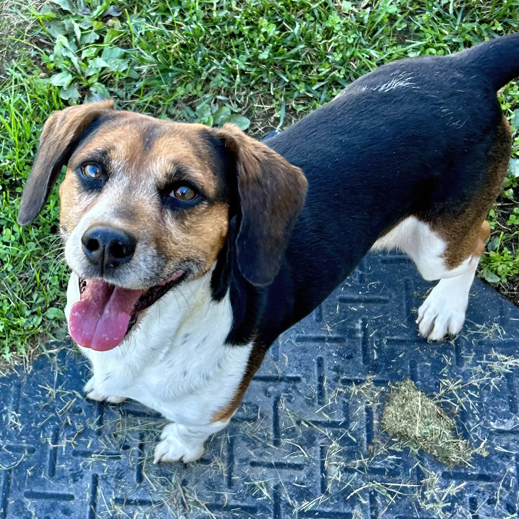 Biscuit - Beagle