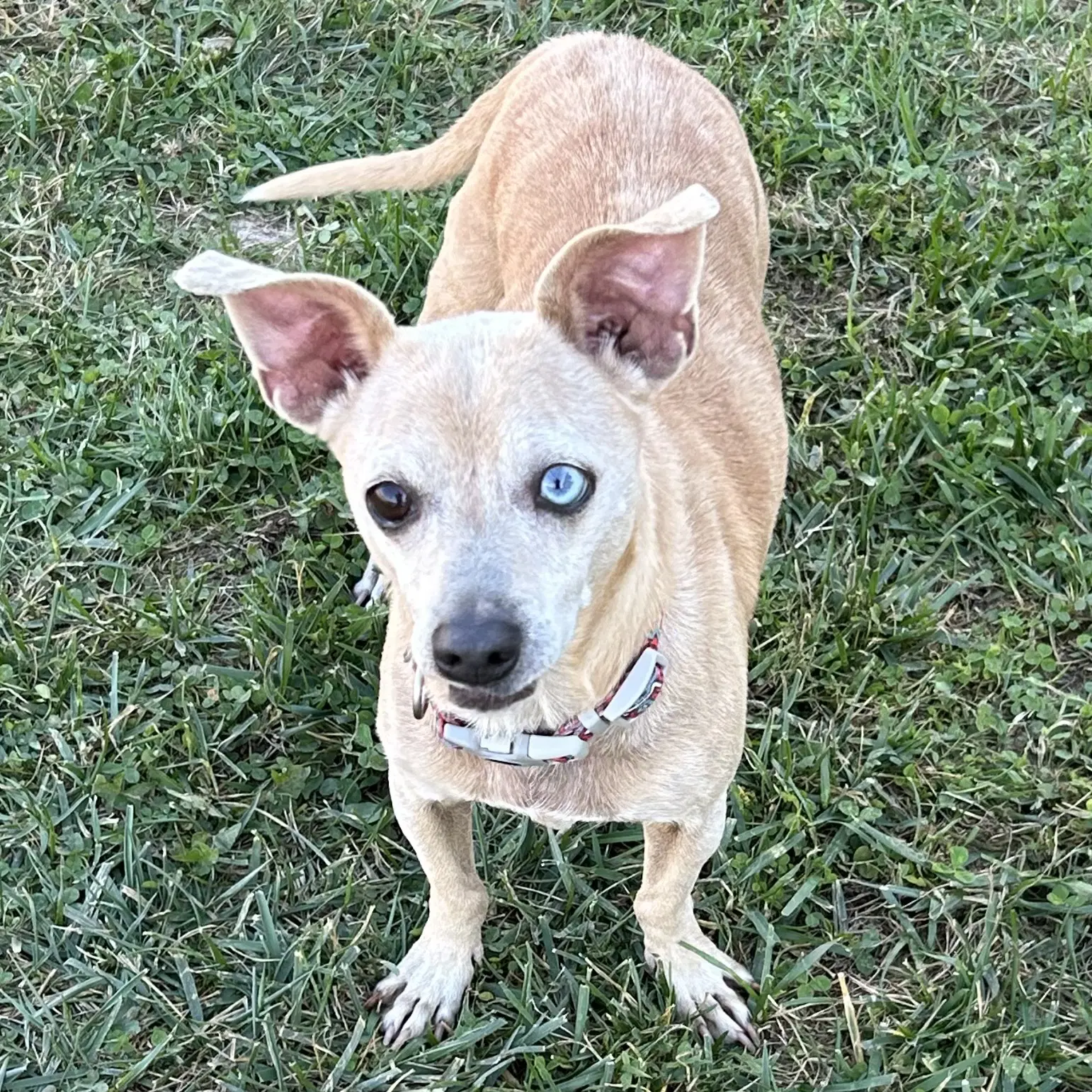 Malloy - Dachshund