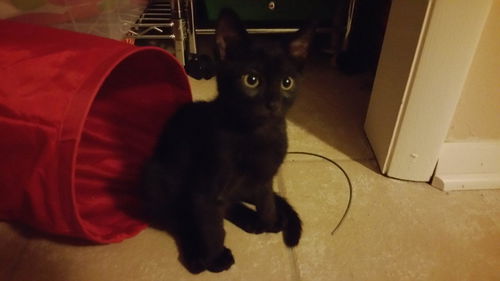 Yoda