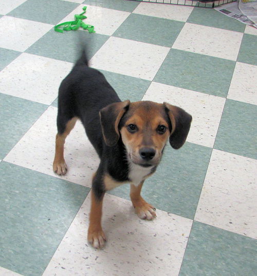 Fancy Beagle