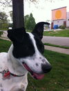 Calli