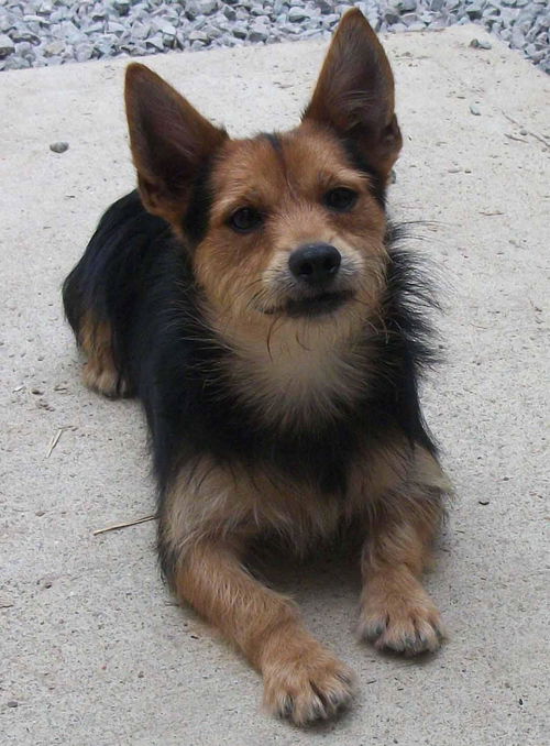 Pancho