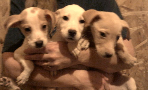 Nadia's puppies-female