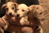 Nadia's puppies-female