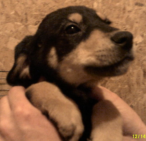 Georgia's puppies-female