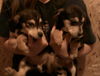 Georgia's puppies-female