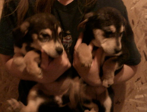 Georgia's puppies-male
