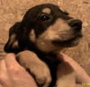 Georgia's puppies-male
