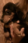 Georgia's puppies-male