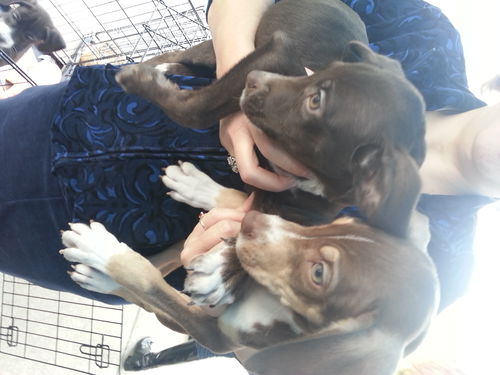 Jennifer pups-male