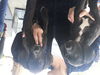 Jennifer pups-male