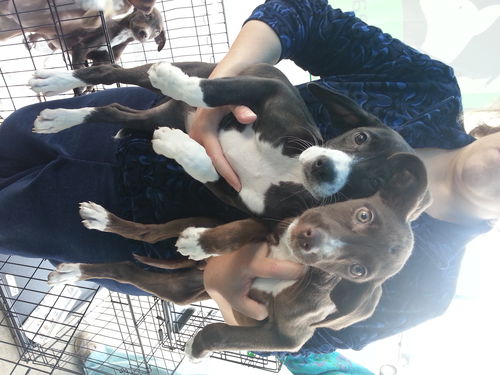 Jennifer's pups-female
