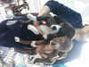 Jennifer's pups-female