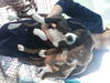 Jennifer's pups-female