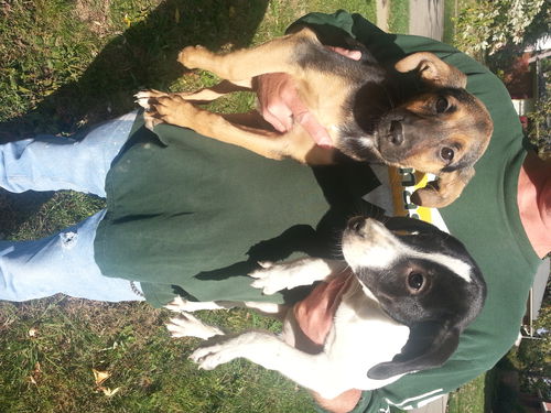AD puppies-female