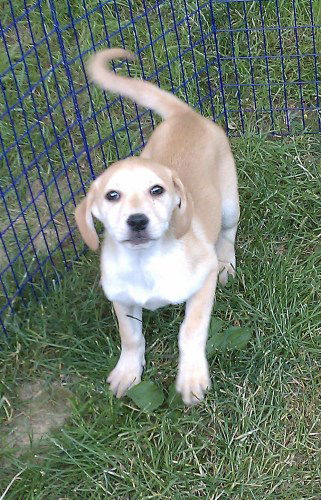 Lakita Pups-female
