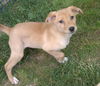Lakita Pups-female