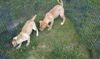 Lakita Pups-female