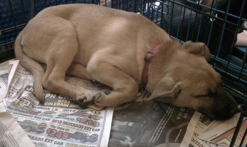 Lakita pups-male