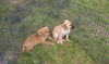 Lakita pups-male