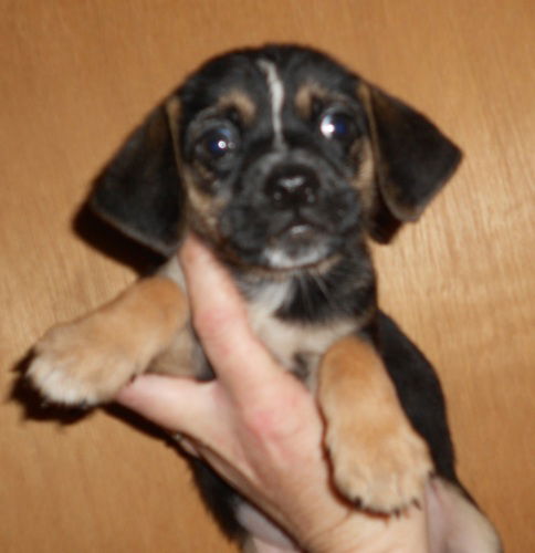 T-Pups Female Beagle/Chihuahua/Terrier Mix