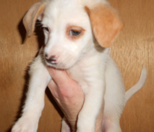 T-Pups Chihuahua Beagle Terrier Puppies - Male